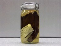 藏品(黑身荷包魚)的圖片